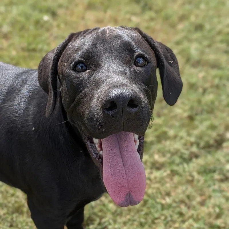 A young medium-sized male Black Labrador Retriever dog named Dakota for adoption in Ocala, FL