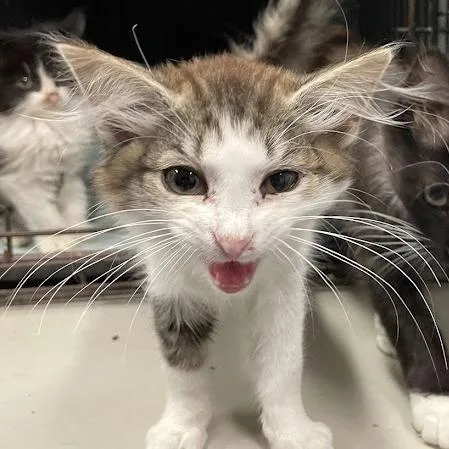 A baby small-sized male White Domestic Short Hair cat named Beans for adoption in Alexandria, VA