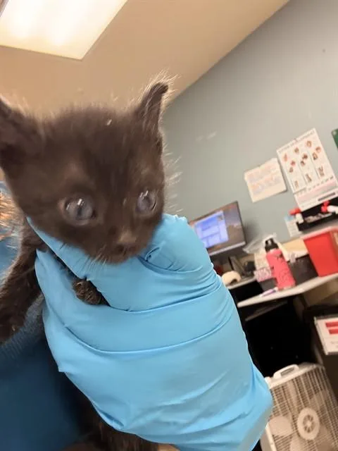A baby small-sized male Domestic Short Hair cat named Paul D for adoption in Riverside, CA