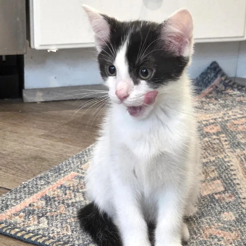 A baby small-sized male White Domestic Short Hair cat named Enoki for adoption in Fairfax Station, VA