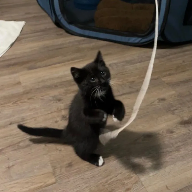 Tux thumbnail 4
