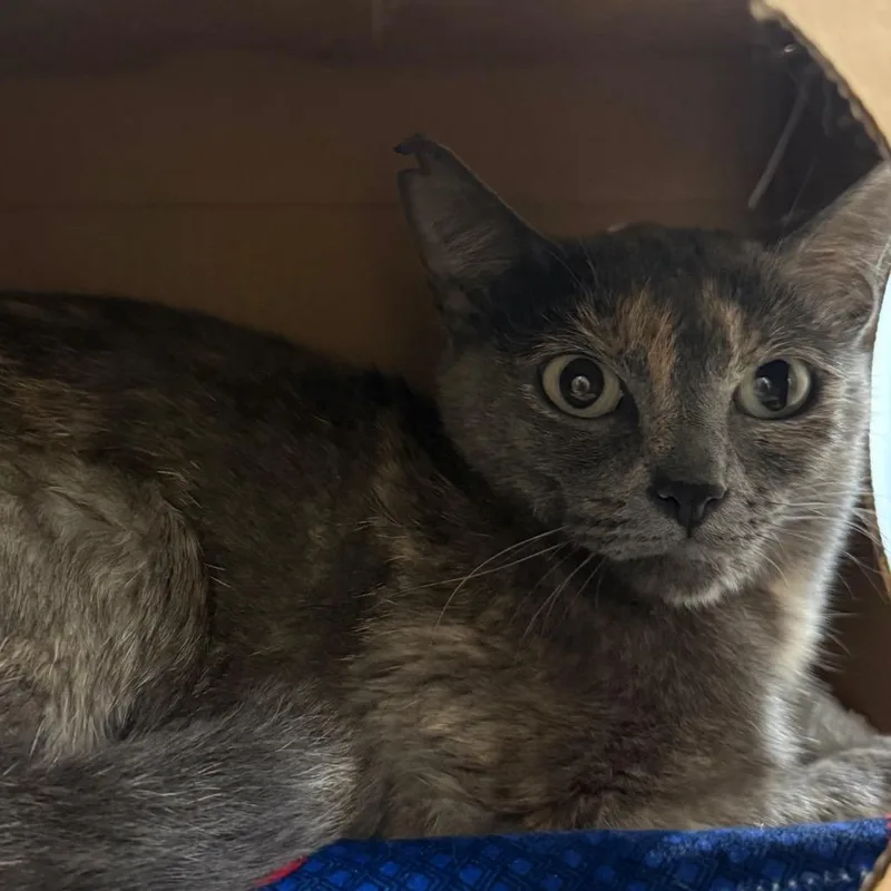 An adult medium-sized female Gray / Blue / Silver Domestic Short Hair cat named Rose for adoption in Reno, NV