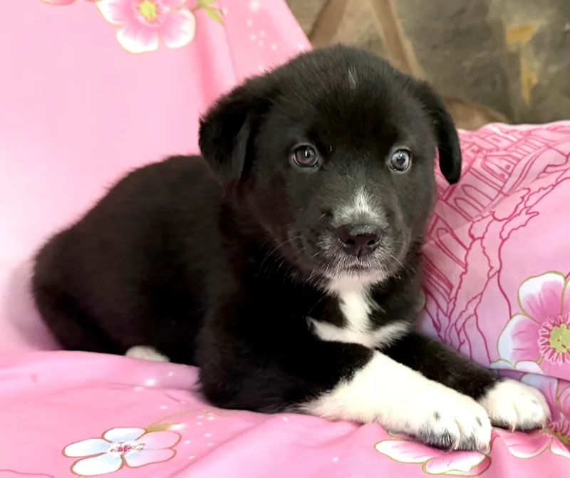 Pippy Pawesome