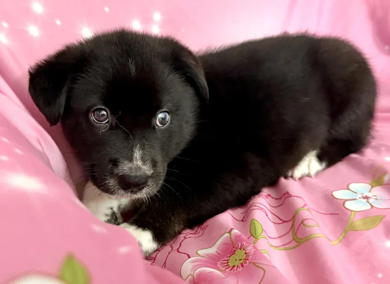 Pippy Pawesome thumbnail 2