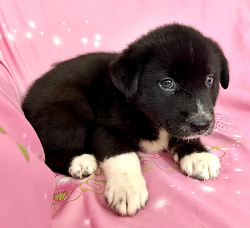 Pippy Pawesome thumbnail 3