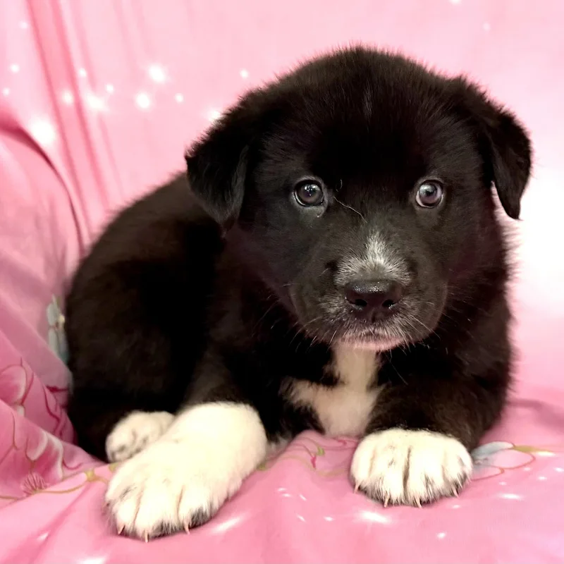 Pippy Pawesome thumbnail 4