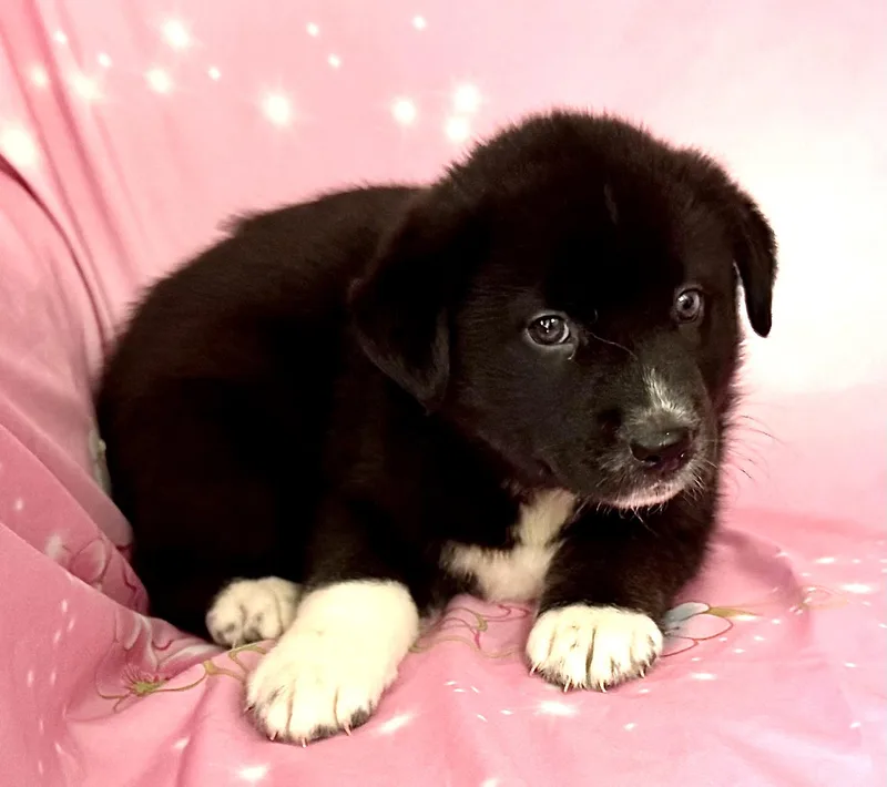 Pippy Pawesome thumbnail 5
