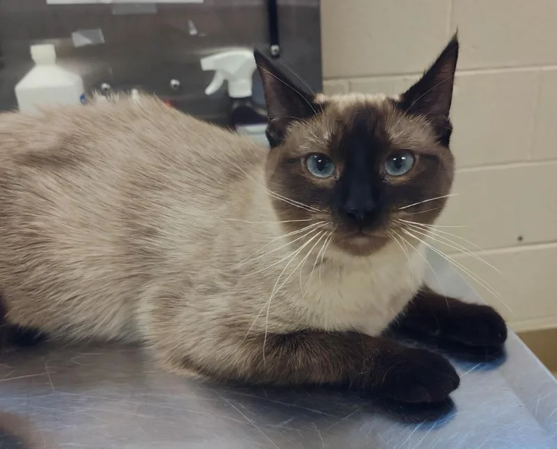 A young small-sized female Siamese cat named Oats for adoption in Grand Forks, ND