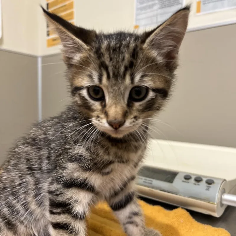 A baby small-sized male Brown / Chocolate Domestic Short Hair cat named Bobbie for adoption in Sonoma, CA