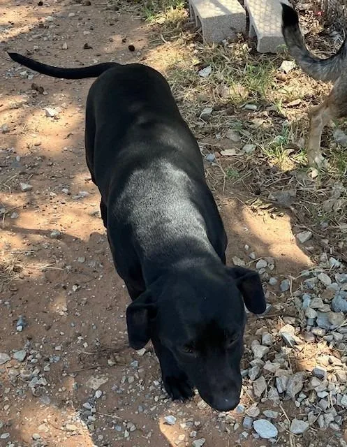 A young medium-sized female Labrador Retriever dog named Zelda for adoption in Mustang, OK