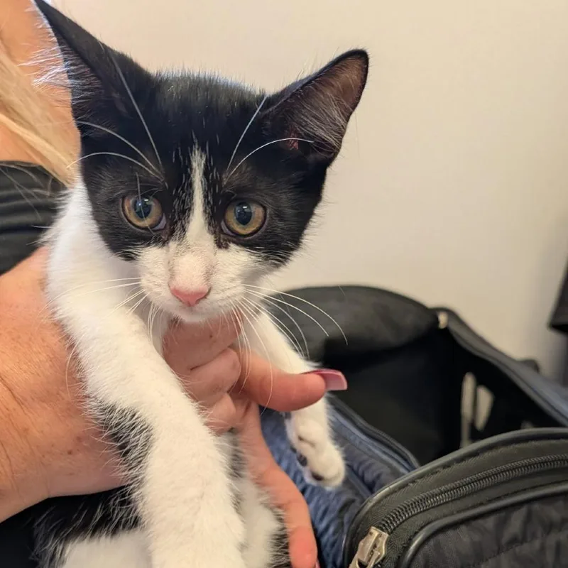 A baby small-sized female Black Domestic Short Hair cat named Alma for adoption in Clearwater, FL
