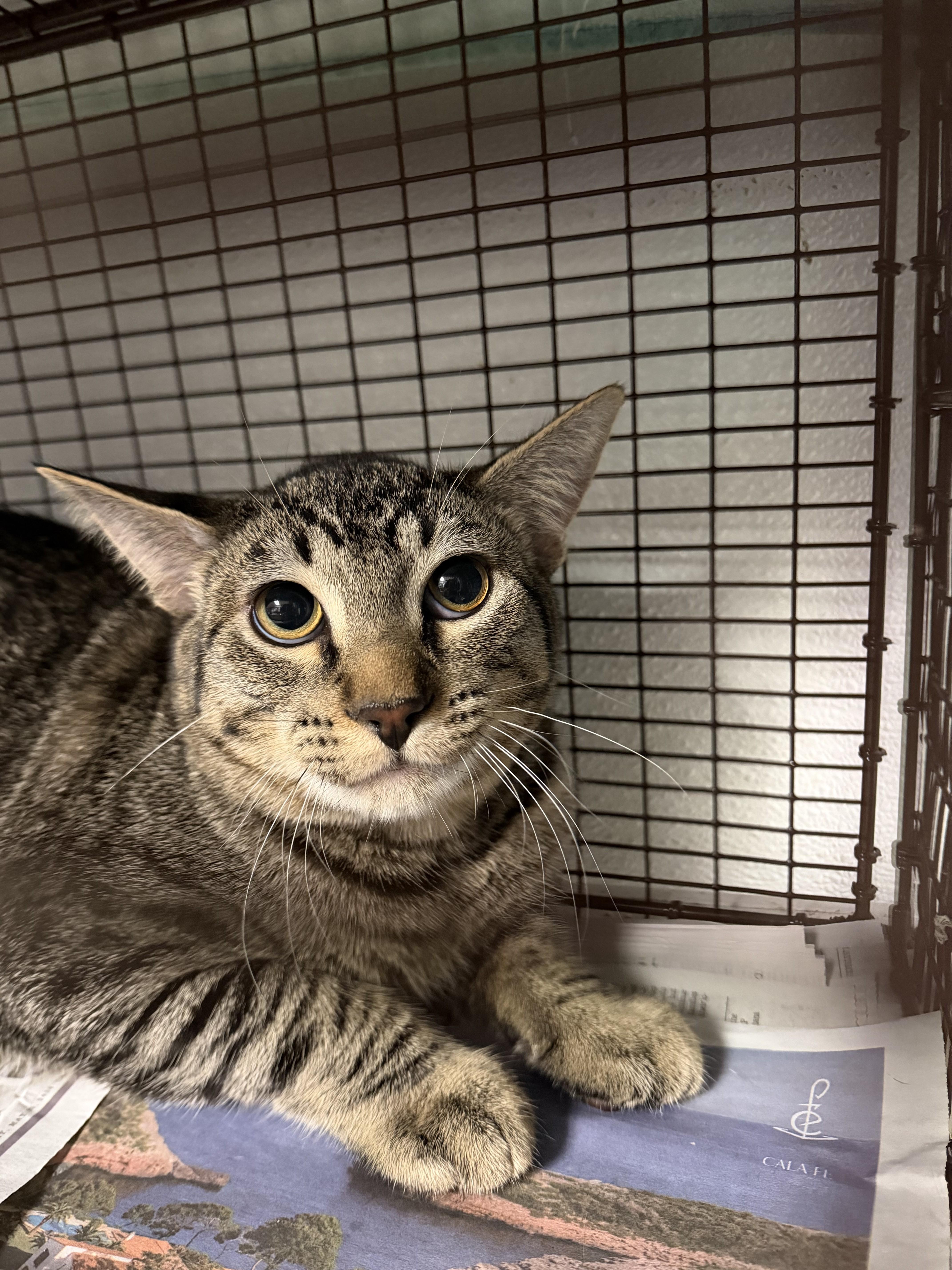 A young small-sized male Domestic Short Hair cat named Remmy for adoption in Van Nuys, CA