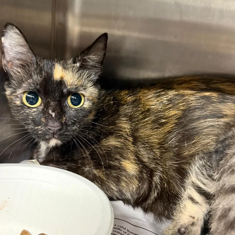 An adult medium-sized female Domestic Short Hair cat named Sandra for adoption in Pauls Valley, OK