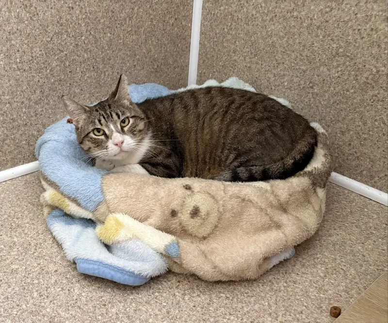 An adult medium-sized male Gray & White Domestic Short Hair cat named Bandit for adoption in Mc Cormick, SC