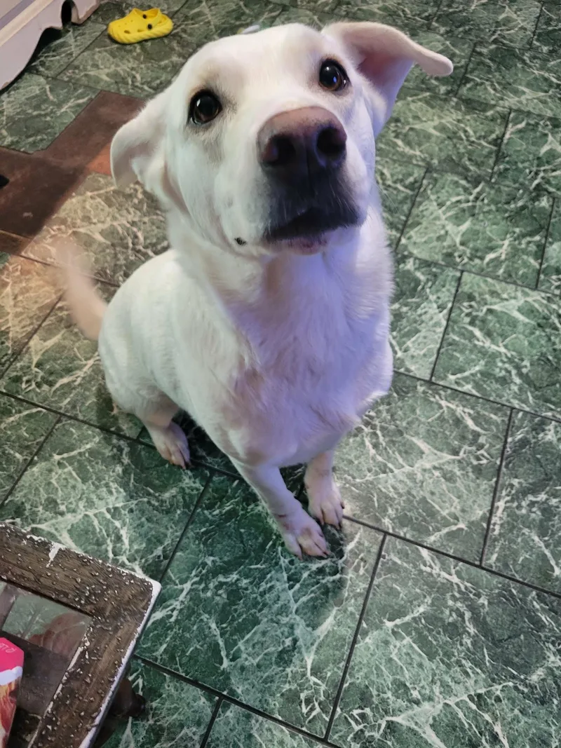 An adult medium-sized female White / Cream White German Shepherd dog named Rexa for adoption in Brainerd, MN