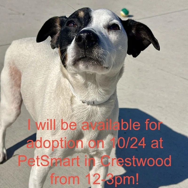 An adult small-sized male Jack Russell Terrier dog named Ozzy for adoption in Matteson, IL