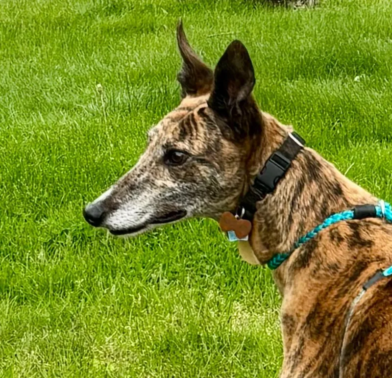 Fergus