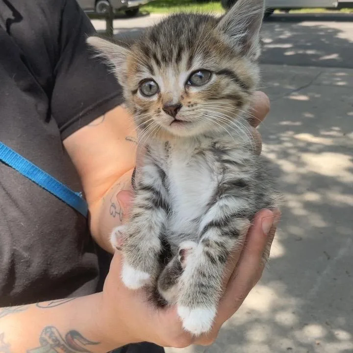 A baby medium-sized female Gray & White Domestic Short Hair cat named Flora for adoption in Columbia, MO