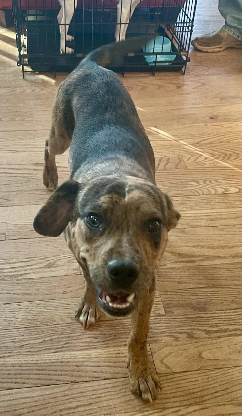 A young medium-sized male Brindle Beagle dog named Elliot for adoption in MORAVIAN FALLS, NC