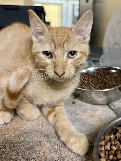 A baby medium-sized male Orange / Red Domestic Short Hair cat named Asparagus for adoption in Wichita, KS