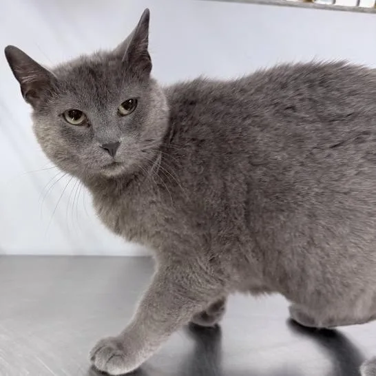 An adult large-sized female Gray / Blue / Silver Domestic Short Hair cat named Midge for adoption in New York, NY