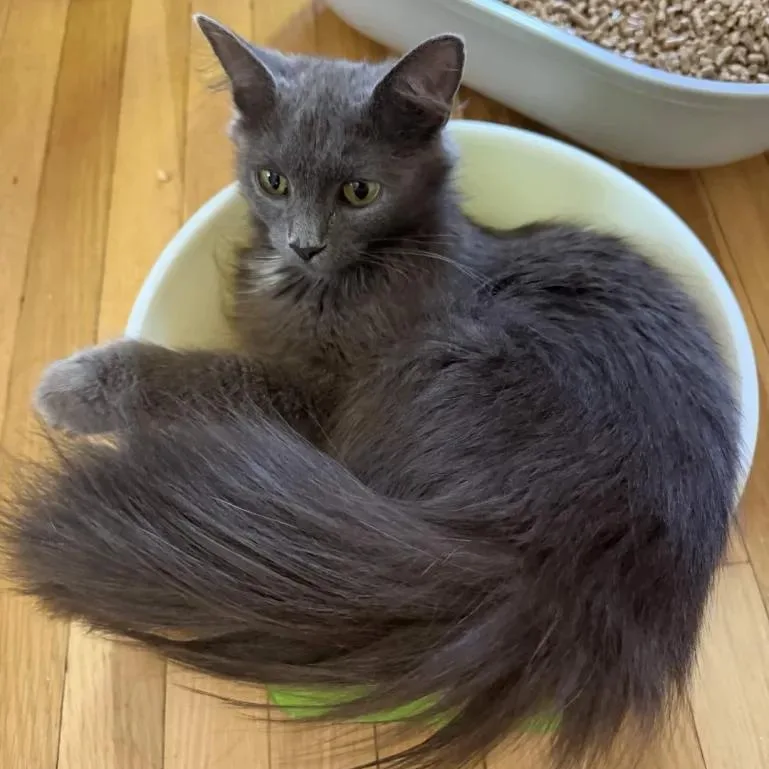 A young medium-sized female Gray / Blue / Silver Domestic Short Hair cat named Brooklyn for adoption in Cleveland Heights, OH