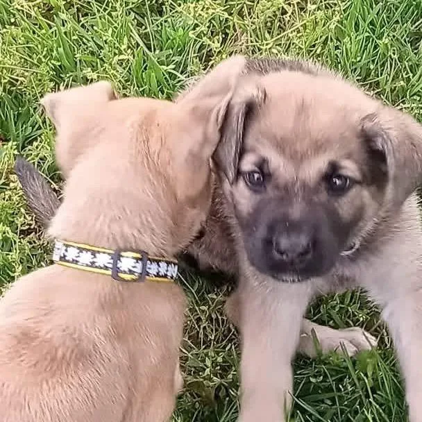 Kira