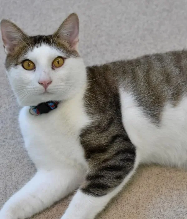 An adult medium-sized male Domestic Short Hair cat named Happy for adoption in Marietta, GA