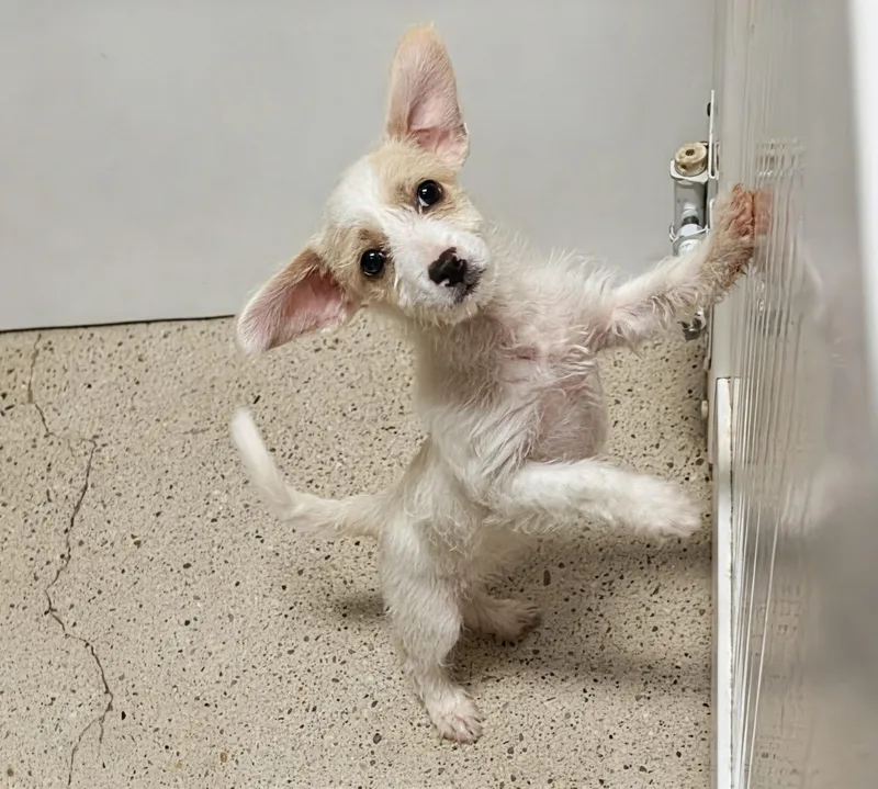 A baby small-sized female White / Cream Terrier dog named Miata for adoption in Thousand Oaks, CA