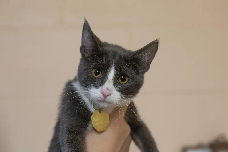 A baby small-sized female Domestic Short Hair cat named Becca for adoption in Mountain Home, AR