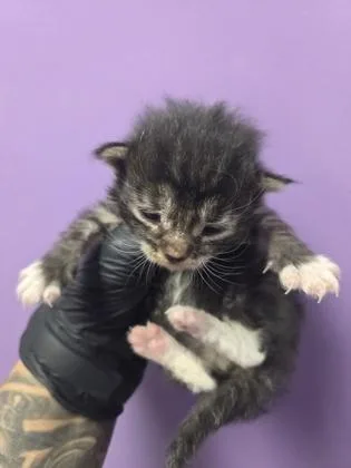 A baby small-sized male Black Domestic Medium Hair cat named 60837426 for adoption in El Paso, TX
