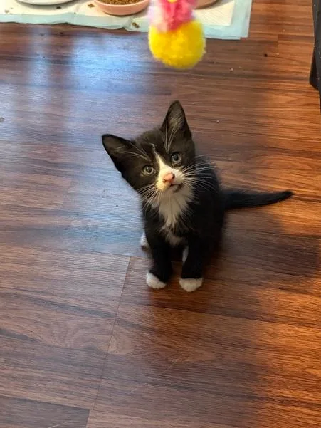 A baby small-sized male Black & White / Tuxedo Domestic Short Hair cat named Winnie for adoption in Greensboro, NC