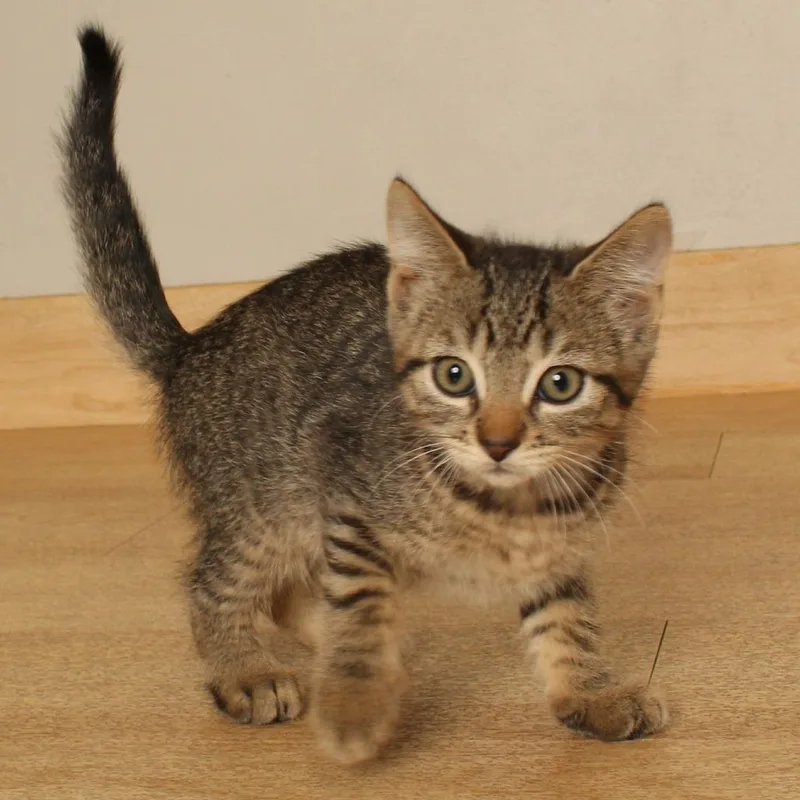 A baby small-sized female Brown / Chocolate Domestic Short Hair cat named Bootsie C for adoption in Minnetonka, MN