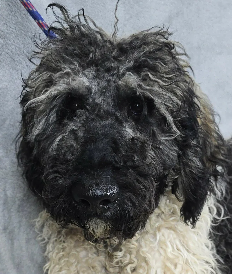 A young medium-sized female White / Cream Sheepadoodle dog named Buttercup for adoption in Newport, TN