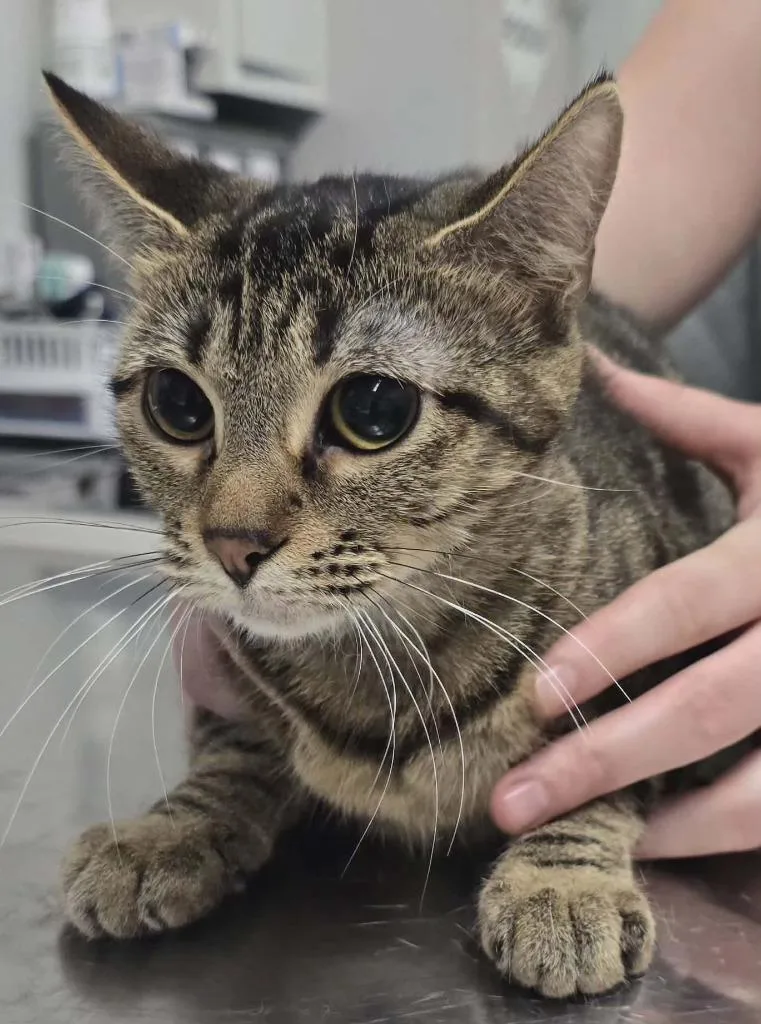 A baby medium-sized female Bengal cat named Beth for adoption in Hillsdale, IN