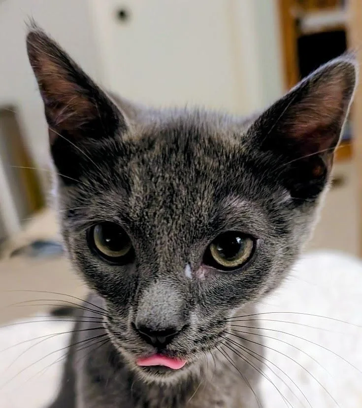 A baby medium-sized male Domestic Short Hair cat named Sphinx for adoption in Youngsville, NC