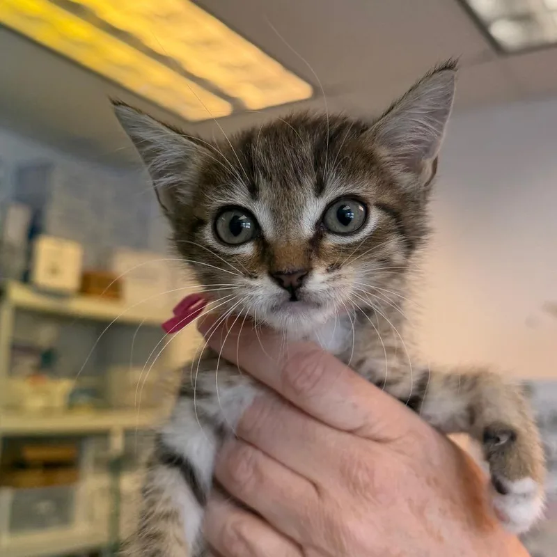 A baby small-sized female Brown / Chocolate Domestic Short Hair cat named Vex for adoption in Austin, TX