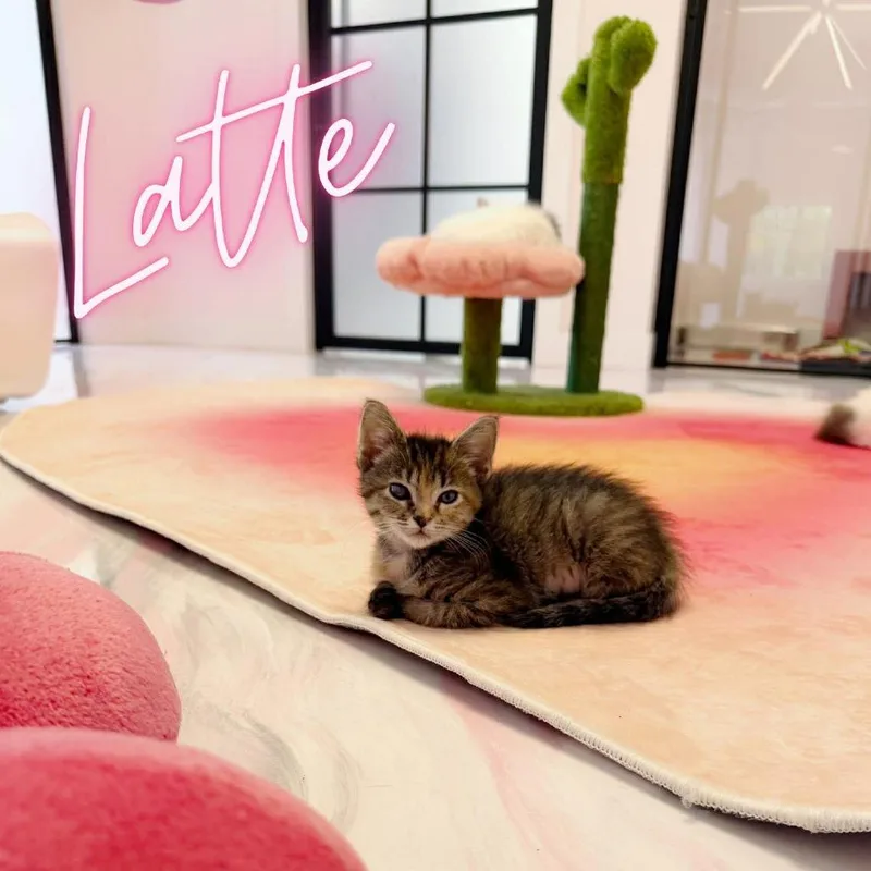 A baby small-sized female Brown / Chocolate Domestic Short Hair cat named Latte for adoption in Forest Park, IL