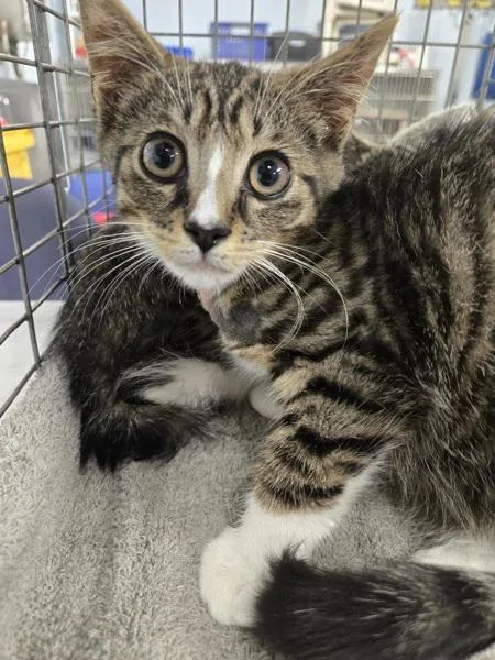 A baby small-sized male Domestic Short Hair cat named Pepper for adoption in Millersville, MD