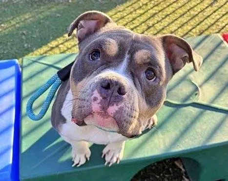 A young small-sized female Pit Bull Terrier dog named Supernova for adoption in Saint Louis, MO