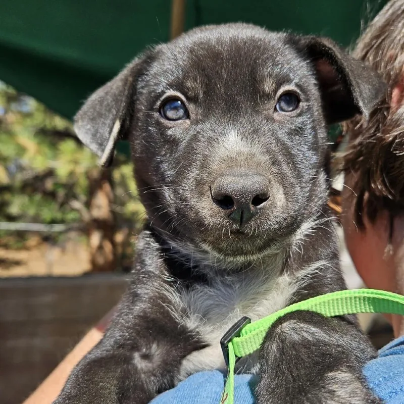A baby small-sized male German Shepherd Dog dog named Cedar Lucky for adoption in Lakewood, CO