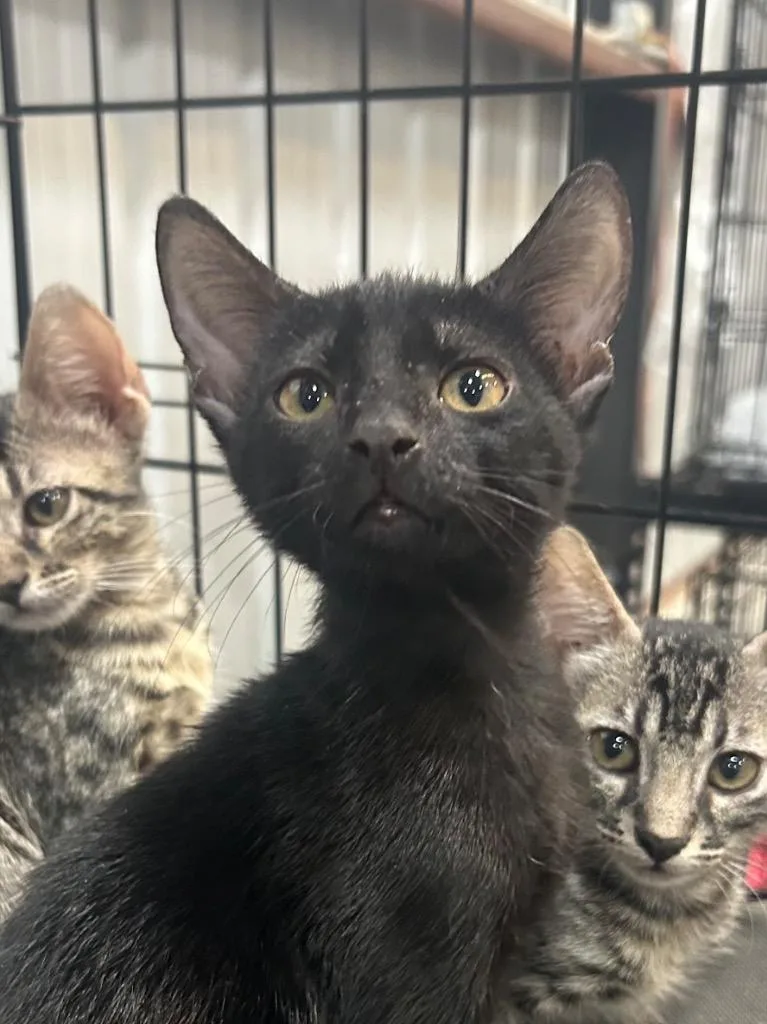 A baby small-sized male Domestic Short Hair cat named Lestat for adoption in Corpus Christi, TX