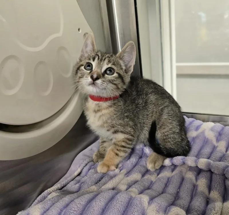A baby small-sized female Domestic Short Hair cat named Lex for adoption in Dickson, TN