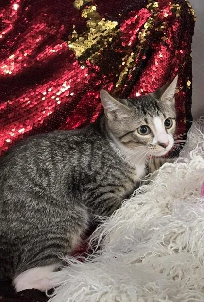 A baby small-sized male Domestic Short Hair cat named AJ @ PetSmart Conway for adoption in Conway, SC