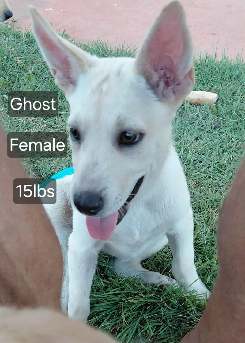 Ghost thumbnail 2