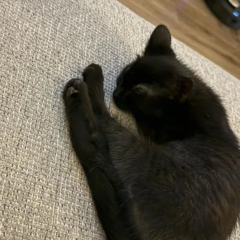 A baby small-sized female Black Domestic Short Hair cat named Moon Roof for adoption in Hudsonville, MI