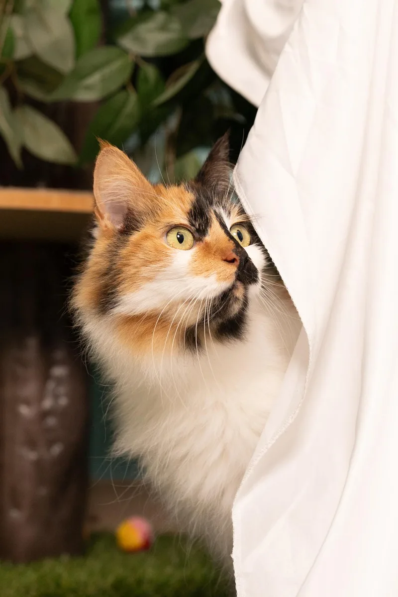 An adult medium-sized female Calico cat named Confetti for adoption in Ashland, VA