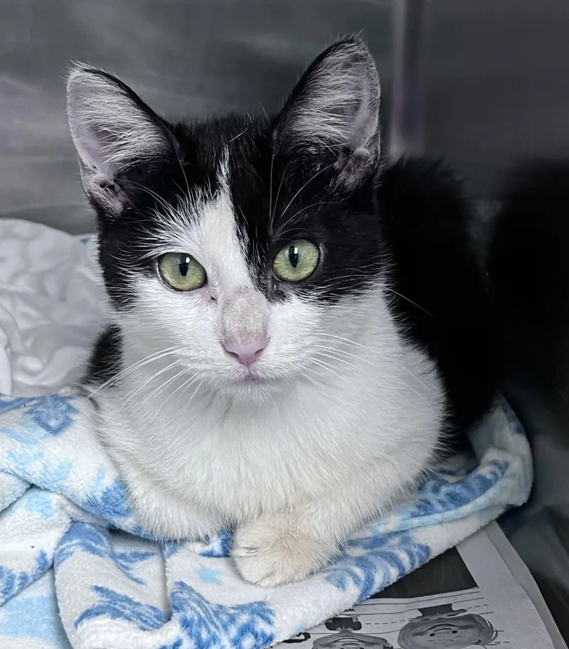 A young medium-sized female Black Domestic Short Hair cat named Rita for adoption in Youngstown, OH