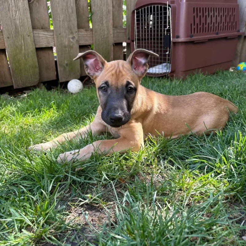 A baby small-sized female Brown / Chocolate Mixed Breed dog named Balsamic Vinaigrette for adoption in Wheeling, IL