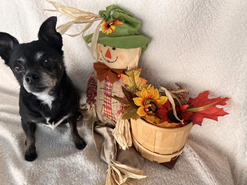 An adult small-sized female Chihuahua dog named Tara for adoption in York, SC